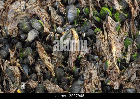 Purple Laver (Porphyra umbilicalis) growing on mussels at low tide, Polzeath, Cornwall, England, United Kingdom Stock Photo