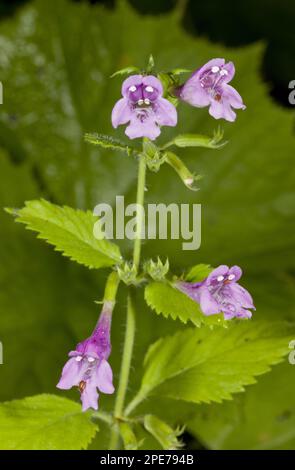 Large-flowered Calamint (Calamintha grandiflora) close-up of flowers, Auvergne, France Stock Photo