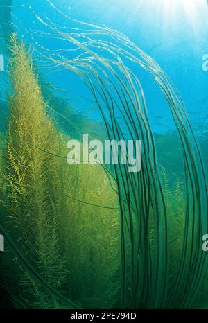 Sea spiral (Chorda filum) and Japanese japanese wireweed (Sargassum muticum) growing in shallow water, Kimmeridge Bay, Dorset, England, United Kingdom Stock Photo