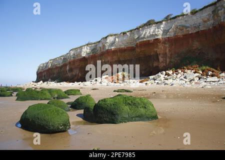 View of algae covered eroded boulders on beach at low tide, near chalk and carrstone sea cliffs, Hunstanton, Norfolk, England, United Kingdom Stock Photo