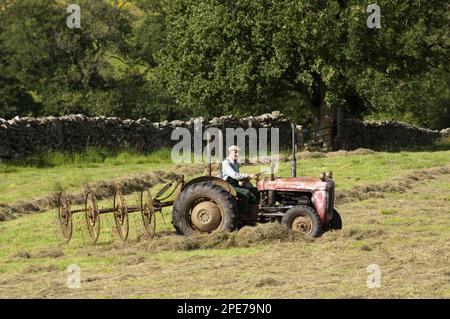 Elderly farmer in old Ferguson tractor with acrobat, rowing hay in meadow, England, United Kingdom Stock Photo
