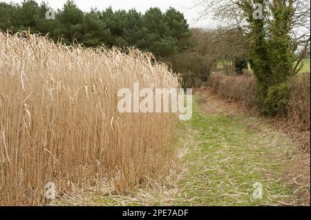 Hybrid, giant chinese reed, elephant grass, sweet grasses, elephant grass (Miscanthus x giganteus) full-grown crop, Cheshire, England, winter Stock Photo