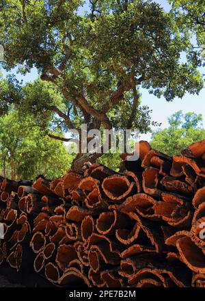 Portugal, Alentejo region. Newly harvested cork oak bark drying in the sunshine. (unprocessed cork) Natural, sustainable resource. Stock Photo