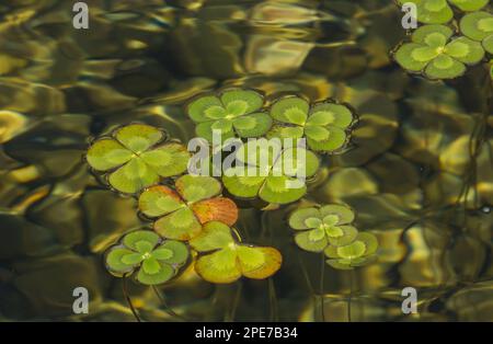 European Waterclover (Marsilea quadrifolia) introduced species, leaves floating on surface of water, Texas (U.) S. A Stock Photo