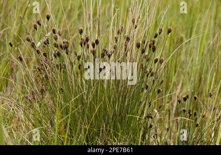 Black Bog-rush (Schoenus nigricans) flowering, Market Weston Fen, Market Weston, Little Ouse Valley, Suffolk, England, United Kingdom Stock Photo