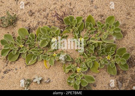 Canarian Iceplant (Aizoon canariense) flowering, Lanzarote, Canary Islands Stock Photo