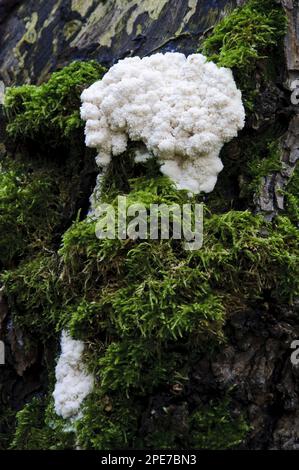 False Puffball (Enteridium lycoperdon) plasmodial phase, growing on dead standing wood at riverbank, River Ribble, Stainforth, Yorkshire Dales N. P. Stock Photo