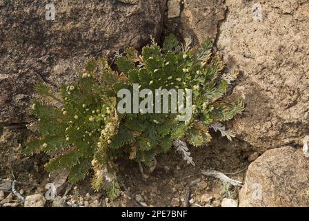 Resurrection Fern (Selaginella lepidophylla) growing amongst rocks in desert, Big Bend N. P. Chihuahuan Desert, Texas (U.) S. A Stock Photo