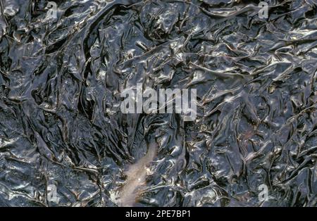 Seaweed, purple lavender (Porphyra umbilicalis) Attached to rocks used to make lavender bread Stock Photo
