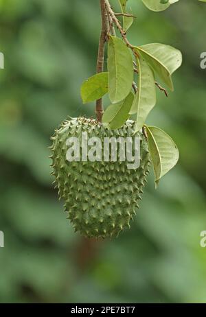 Soursop (Annona muricata) close-up of fruit, Darien, Panama Stock Photo