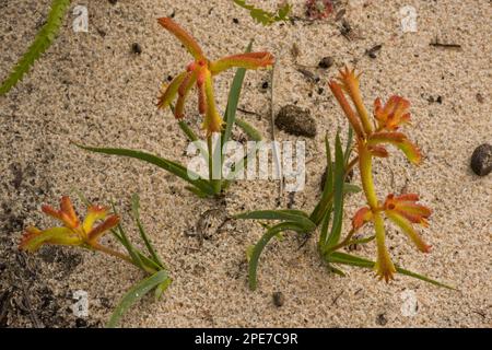 Common Cat's Paw (Anigozanthos humilis) flowering, on sand in Kwongan heath, Alexander Morrison N. P. Western Australia, Australia Stock Photo