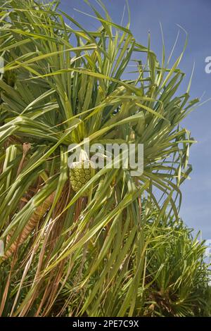Fragrant Screwpine (Pandanus odoratissimus) leaves and fruit, Honda Bay, Palawan Island, Philippines Stock Photo