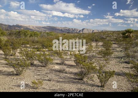 Creosote Bush (Larrea tridentata) habit, growing in typical evenly spaced colony, Dagger Flats, Big Bend N. P. Chihuahuan Desert, Texas (U.) S. A Stock Photo