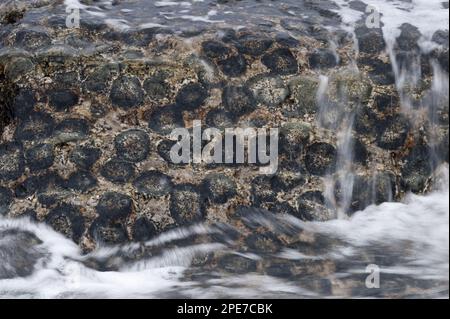 Granito Orbicular' orbicular granite rock, Pacific coast, Santuario de la Naturaleza, Rodillo, Atacama region, Chile Stock Photo