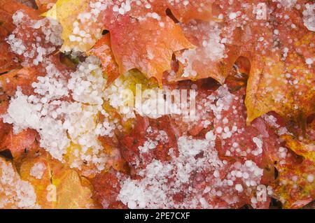 Fallen maple leaves on the forest floor after a hailstorm, Upper Peninsula, utricularia ochroleuca (U.) (U.) S. A Stock Photo