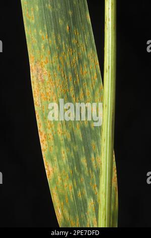 Crown rust (Puccinia coronata) on wild grass leaves yorkshire fog ...