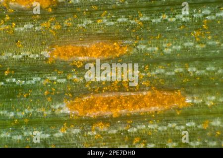 Oat crown rust, Puccinia coronata, on oats flag leaf Stock Photo - Alamy