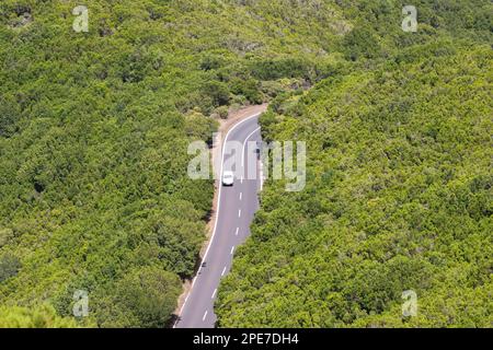 Road through 'laurisilva' humid subtropical laurel forest habitat, Garajonay N. P. La Gomera, Canary Islands Stock Photo