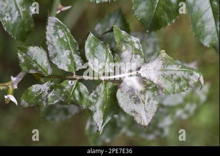 Powdery mildew, Podosphaera pannosa, on rose leaves, fungi Stock Photo