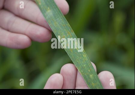 Wheat (Triticum aestivum), leaf infected with brown rust fungal disease (Puccinia recondita), Lincolnshire, England, United Kingdom Stock Photo