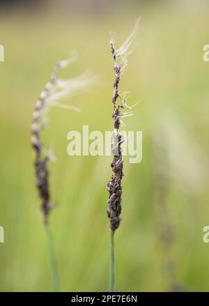 Loose smut (Ustilago nuda f.sp. tritici) on wheat ears Stock Photo - Alamy