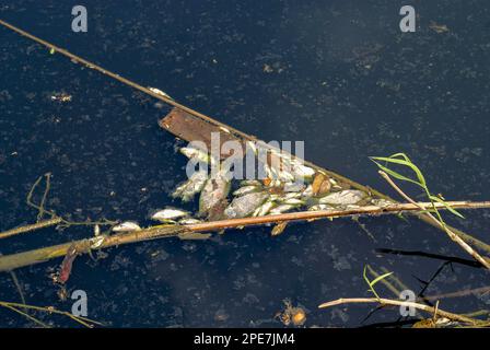 Dead fish along the banks of the River Noyyal, following mass death of fish owing to discharge of dyeing unit effluents into the River. Coimbatore Stock Photo