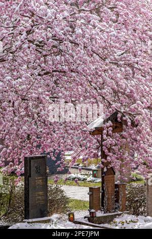 Flowering apple tree (Malus domestica), apple, pink blossoms covered with snow, fresh snow, onset of winter in spring, gravestone, cemetery Stock Photo