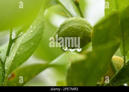 Fresh unripe lemon with leaves and water drop. Side view. High resolution photo. Stock Photo