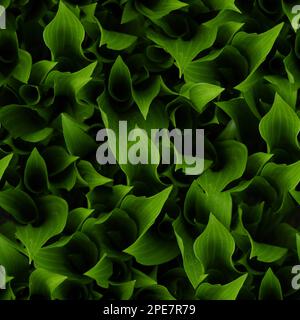 Seamless texture or wallpaper, Young hosta leaves in spring. Natural background with hosta leaves. High resolution. Full depth of field. Stock Photo