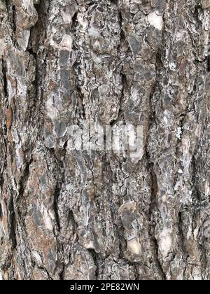 pine, cracked bark of an old tree, texture, abstract background Stock Photo