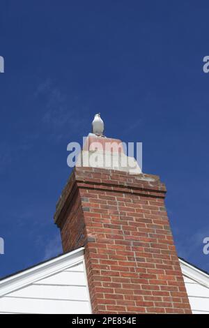 Seagull perched on top of red, brick chimney in a shoreline town of Connecticut.  Empty space for copy. Stock Photo