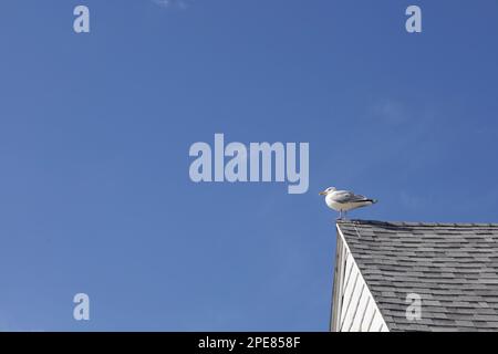 Seagull perched on top of a white building in a shoreline town of Connecticut. Blue sky.  Empty space for copy. Stock Photo