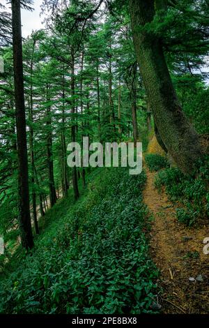 Walkway along the perimeter of the Gardens at the Former Maharaja’s palace, now known as The Chail Palace Stock Photo