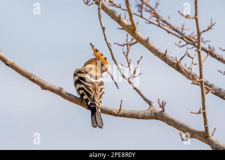 The Eurasian hoopoe (Upupa epops) is the most widespread species of the genus Upupa. Stock Photo