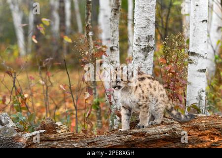 Cougar Kitten (Puma concolor) Stands on Log Looking Left Autumn - captive animal Stock Photo