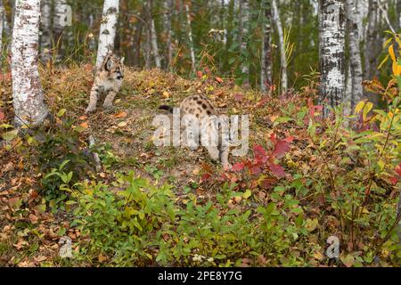 Cougar Kittens (Puma concolor) On Side of Embankment Autumn - captive animals Stock Photo