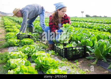 Farm couple harvesting green lettuce on plantation in spring Stock Photo