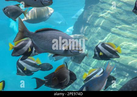 Ushaca Ras Ushaka marineworld in Durban, biggest attraction in Kwazulu natal south ...