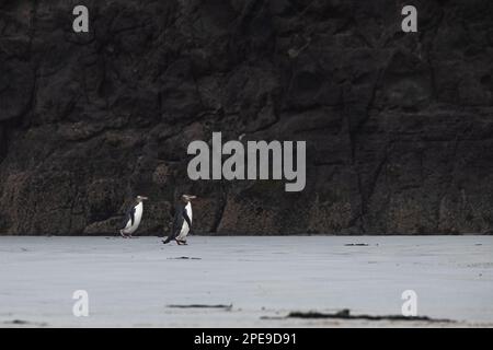 A pair of yellow eyed penguins, Megadyptes antipodes, returning to the beach in coastal New Zealand. Stock Photo