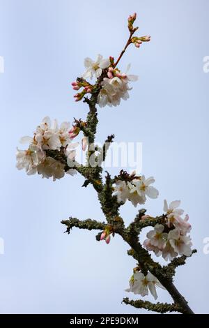 Cherry blossom flowers, Prunus Woodfield Cluster, blooming on branch in Springtime. Dublin, Ireland Stock Photo