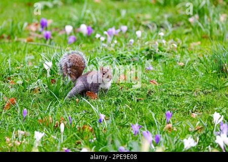 Grey or gray squirrel, running on grass  with purple Spring crocus flowers. Animal "Sciurus carolinensis" with furry fluffy tail. Dublin, Ireland Stock Photo