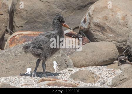 A variable oystercatcher (Haematopus unicolor) chick on the beach in Curio Bay, Aotearoa New Zealand. Stock Photo