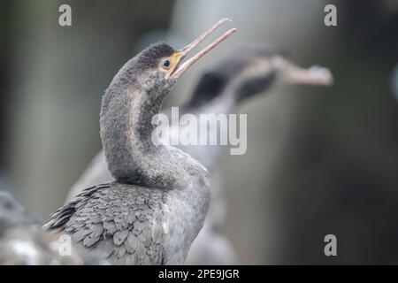 The spotted shag (Phalacrocorax punctatus) an endemic cormorant of Aotearoa New Zealand. Stock Photo