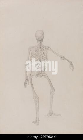 A Comparative Anatomical Exposition of the Structure of the Human Body with that of a Tiger and a Common Fowl: Human Skeleton, Posterior View (Right Arm Outstretched; finished study for an unpublished table) 1795 to 1806 by George Stubbs Stock Photo