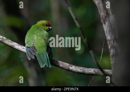 The red-crowned parakeet (Cyanoramphus novaezelandiae) an endemic parrot of Aotearoa New Zealand. Stock Photo