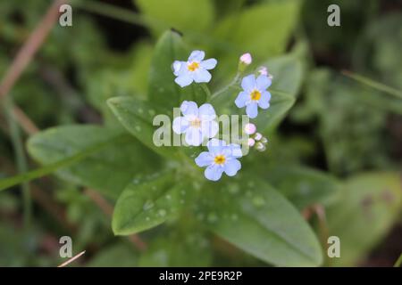 Small blue forget-me-not flowers grow on a stem. Stock Photo