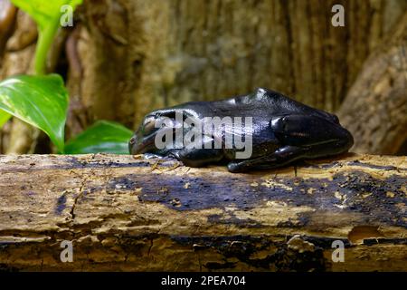 White's Tree Frog - Litoria caerulea, dark form  Native to Australia and New Guinea Stock Photo