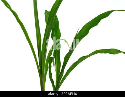 Green Yucca plant isolated on white background. Stock Photo
