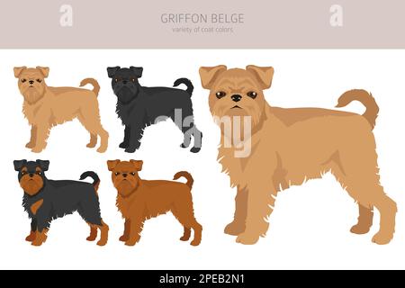 Griffon Belge clipart. Different poses, coat colors set.  Vector illustration Stock Vector