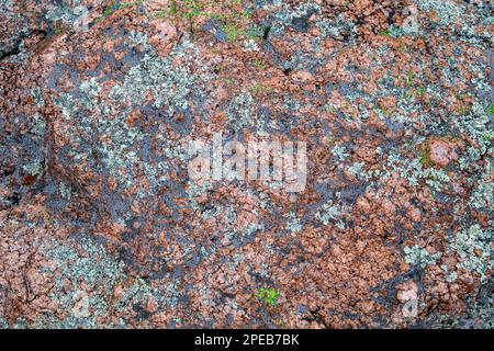 Crustose Lichen on Rhyolite, The Dragoon Mountains, Cochise County, Arizona Stock Photo